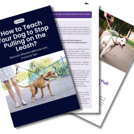 How to Teach Your Dog to Stop Pulling on the Leash?