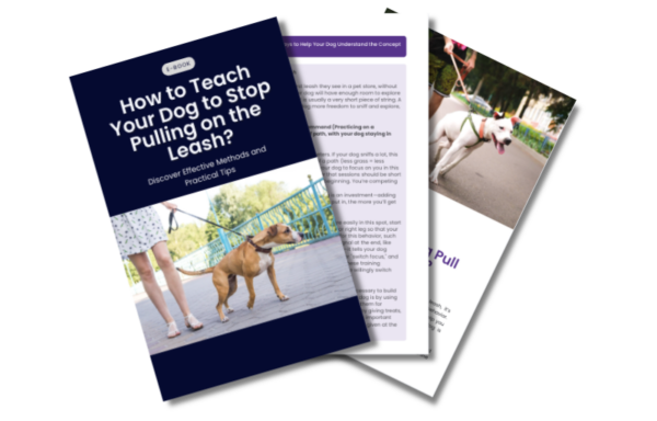 How to Teach Your Dog to Stop Pulling on the Leash?